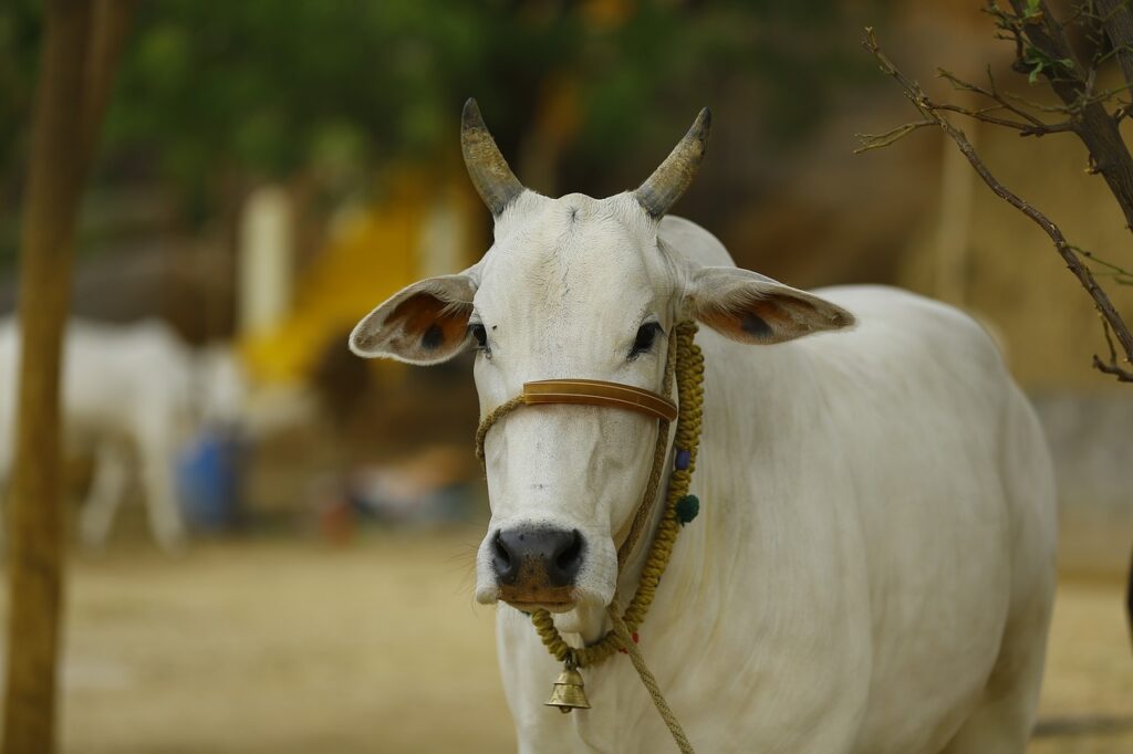 गौ- महिमा